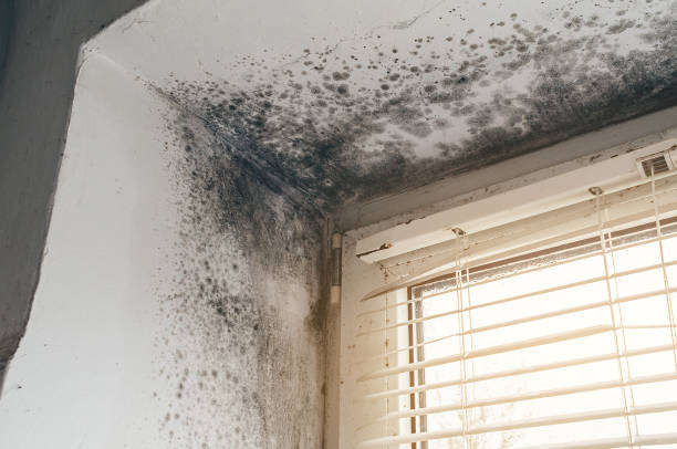 Affordable Basement Mold Removal solutions in Ault, CO