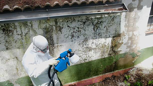 Top rated local Basement Mold Removal specialists in Ault, CO